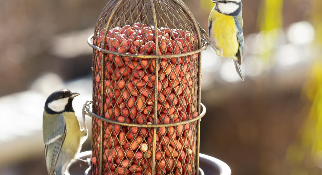 Birdfood Update: March 2021