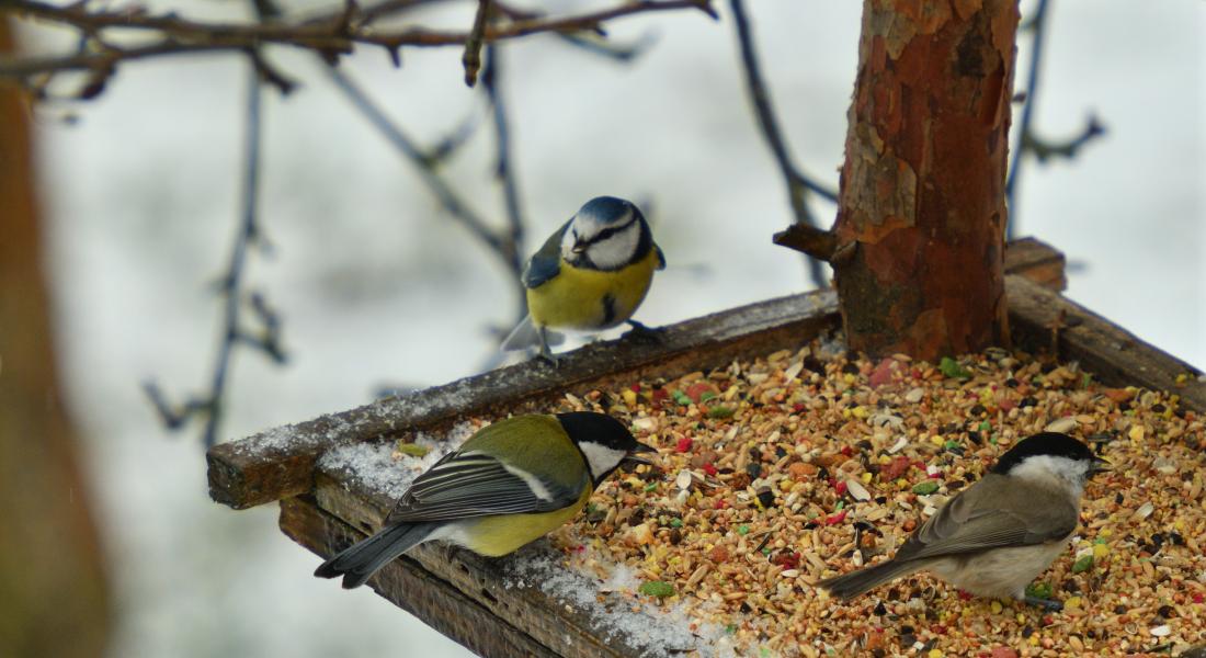 Birdfood Update: January 2022